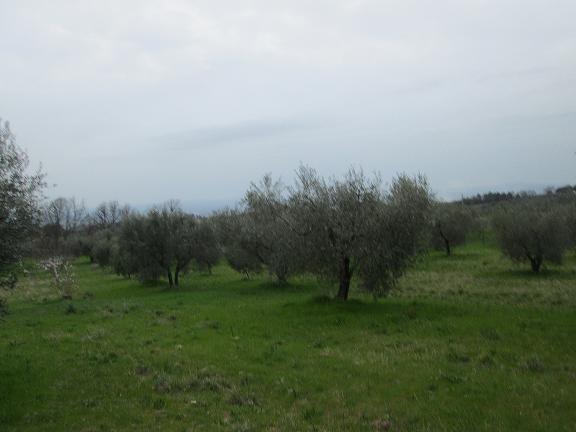 Terreno con oliveto 